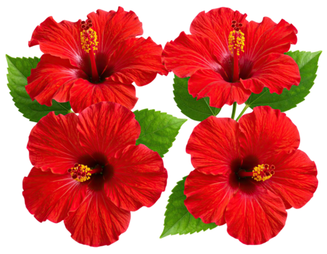 Four vibrant red flowers with yellow stamens and green leaves arranged together