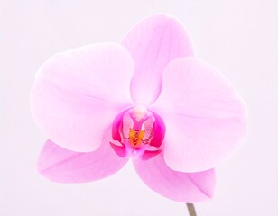 Close-up of a delicate pink orchid (1)