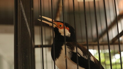 photo of the Javan pied starling or Javan ped myna kept in a bamboo cage as decoration for Asian people