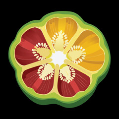 Intricate view of a halved bell pepper showing the vibrant colors of yellow, green, and red in a complex, decorative pattern - Vector Illustration