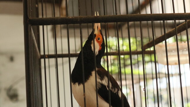 photo of the Javan pied starling or Javan ped myna kept in a bamboo cage as decoration for Asian people