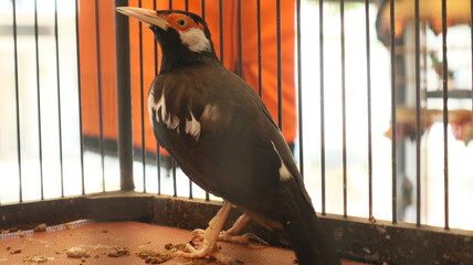 photo of the Javan pied starling or Javan ped myna kept in a bamboo cage as decoration for Asian...