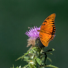 A Gulf Fritillary butterfly nectaring on Tall Thistle.