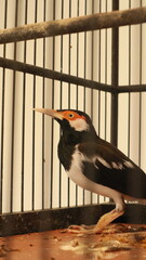 photo of the Javan pied starling or Javan ped myna kept in a bamboo cage as decoration for Asian...
