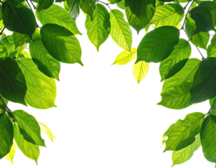Green leaves frame a black space, sunlight filtering through a vibrant foliage arch