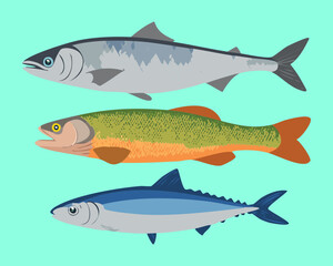 A trio of whole different types of fish, including a herring and a trout, with clean and sleek profiles against a light aqua backdrop - Vector Illustration.	