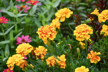 マリーゴールド　Marigold	