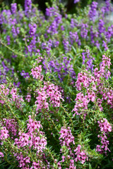 アンゲロニア　Angelonia