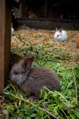 Obraz premium This vertical photograph features a small, fluffy dark brown or smoky gray rabbit sitting in the foreground, nestled amongst a patch of fresh green leaves and some dry straw