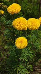 Yellow Marigold Flowers.