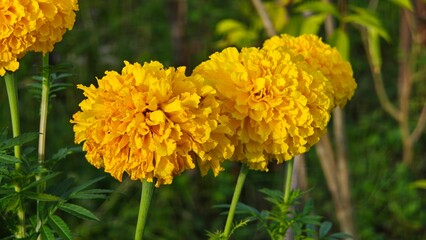 Yellow Marigold Flowers.