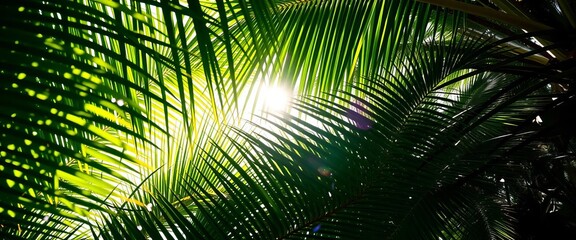 Tropical palm tree leaves forming a natural frame, sunlight through foliage, nature frame, stock photo