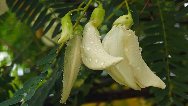 Agasta, Sesban or Vegetable Humming Bird. White Edible Flowers.