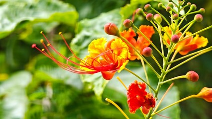Caesalpinia Pulcherrima. Orange Peacock Flower.