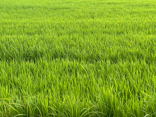 rice fields in the countryside