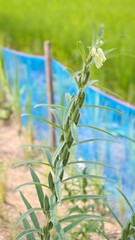 Black Sesame Plant in Garden.
