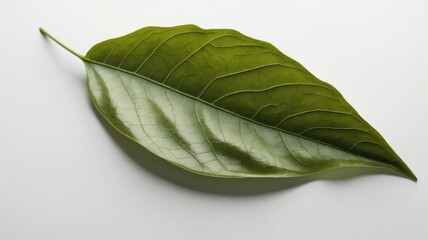 Obraz premium Single Green Leaf Isolated on White Background,