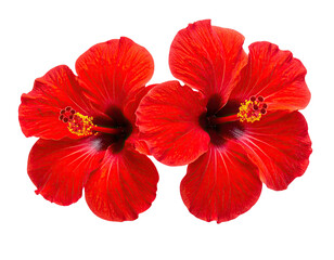 Two vibrant, vividly red hibiscus blooms with golden stamen, isolated on black