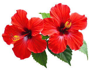 Two vibrant red hibiscus flowers with yellow pistils and green foliage
