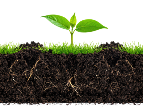Cross-section of soil showing plant roots, grass, and a new sprout
