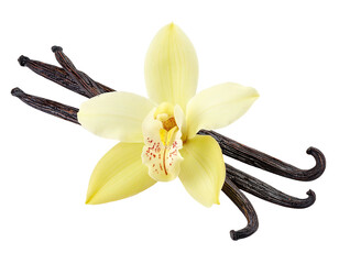 Close-up of vanilla orchid flower and dried vanilla beans on black background