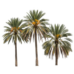 Three Tall Palm Trees with Green Fronds and Yellow Clusters  Stylized Tropical Illustration for Botanical, Desert, or Landscape Themes