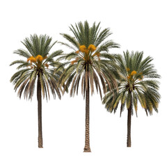 Three Tall Palm Trees with Green Fronds and Yellow Clusters  Stylized Tropical Illustration for Botanical, Desert, or Landscape Themes