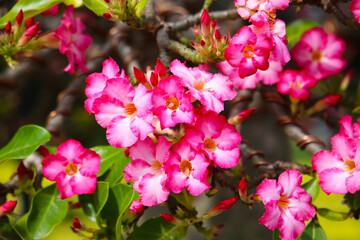 Close-up of blooming desert rose with glossy green leaves.