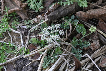 Indian Moon Carrot flower. Its common names Indian Stone Parsley, Vanayamam, Vanayamani and Seseli diffusum. It is used in many Ayurvedic medicines.