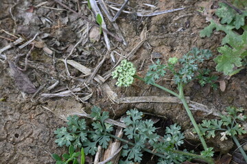 Indian Moon Carrot flower. Its common names Indian Stone Parsley, Vanayamam, Vanayamani and Seseli diffusum. It is used in many Ayurvedic medicines.