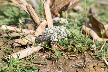 Indian Moon Carrot flower. Its common names Indian Stone Parsley, Vanayamam, Vanayamani and Seseli diffusum. It is used in many Ayurvedic medicines.