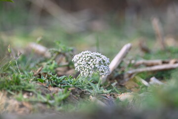 Indian Moon Carrot flower. Its common names Indian Stone Parsley, Vanayamam, Vanayamani and Seseli diffusum. It is used in many Ayurvedic medicines.