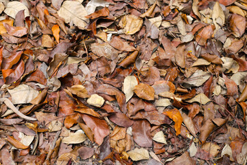 Dry fallen leaves covering the forest ground, creating a natural brown texture.