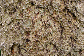 Close-up of rough tree bark with irregular texture