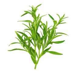Fototapeta premium Fresh tarragon herb sprigs with vibrant green leaves and delicate texture isolated on white background