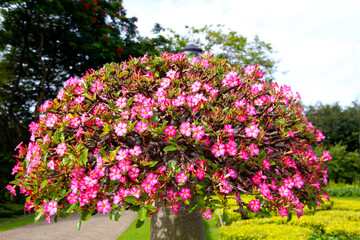 Obraz premium Adenium obesum, Pink desert rose flowers in full bloom.