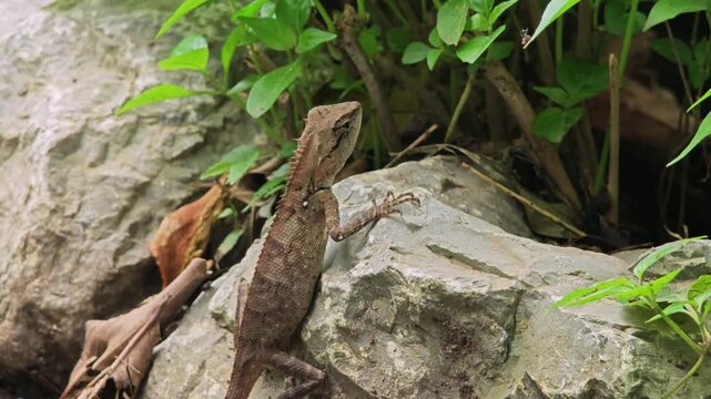 Forest crested lizard or calotes emma.