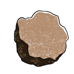 Simple and realistic truffle illustration