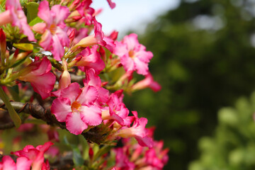 Adenium obesum, Pink desert rose flowers in full bloom.