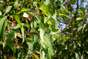 Fototapeta premium Eucalyptus tree in the park