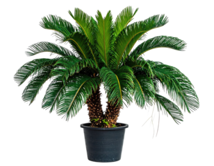Lush potted plant with long, feathery green fronds and thick brown trunk