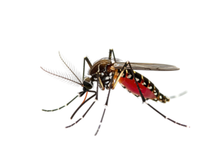 Close-up of a striped, black, and red mosquito with white plume antennae and wings