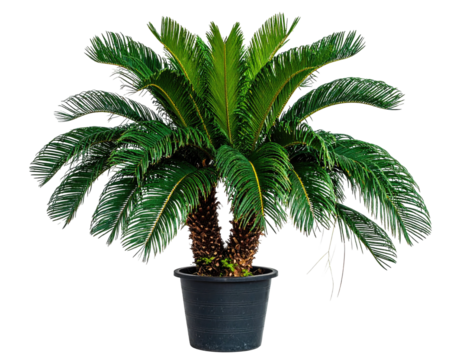 Lush potted plant with long, feathery green fronds and thick brown trunk