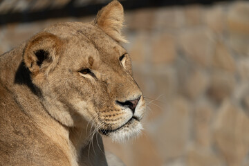 Lioness, Close-up, Portrait