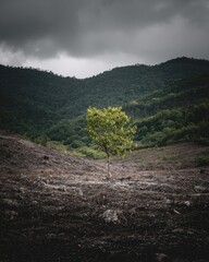 Lonely Tree Amidst Mountains Under Cloudy Sky