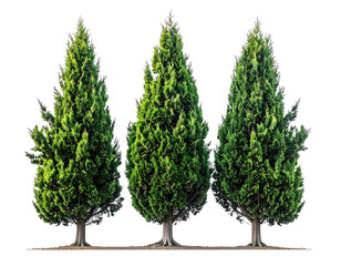 Three tall, green trees with conical shapes stand against a transparent backdrop