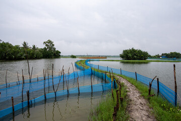 Shrimp farm