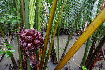 tropical plants in the coastal area