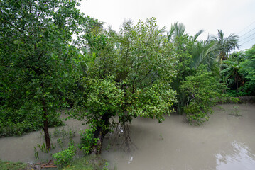 Mangrove plants