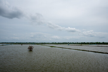 Shrimp farm
